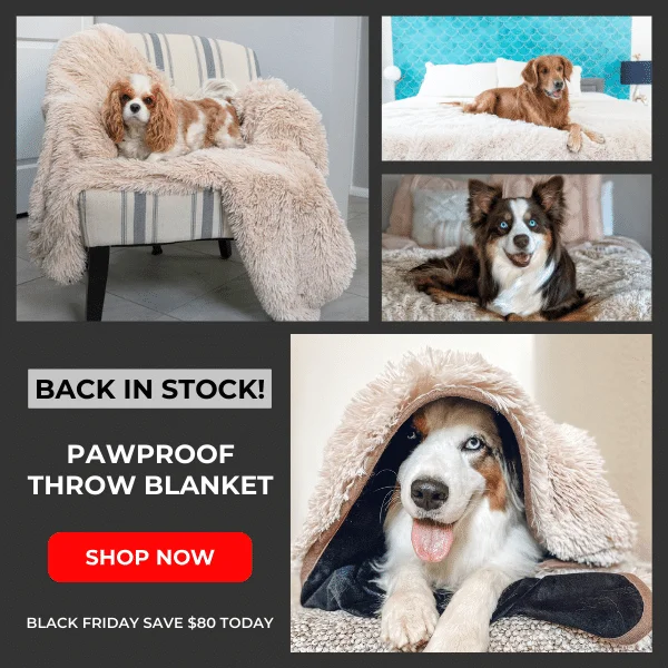 Black Friday Sale