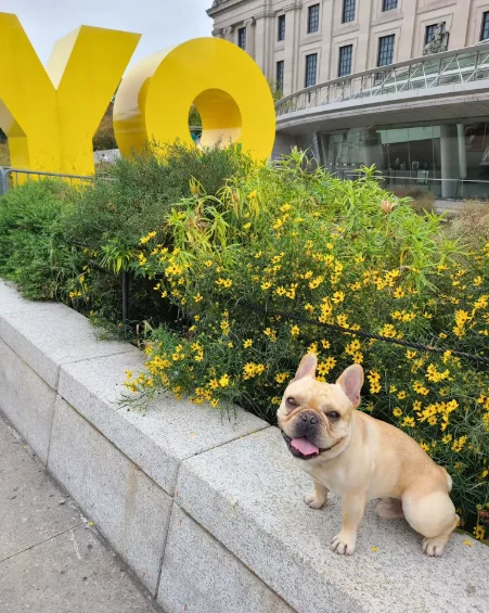 A dog sits in front of the Brooklyn Museum surrounded by yellow flowers