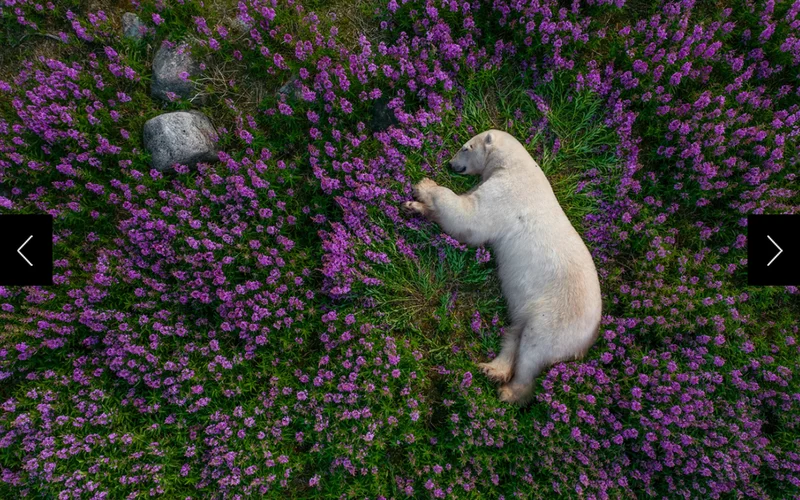 A large male polar bear that photographer Martin Gregus Jr. Calls Scar snoozes in a bed of fireweed. Even as a drone hovered above to get this shot, Scar never stirred.
