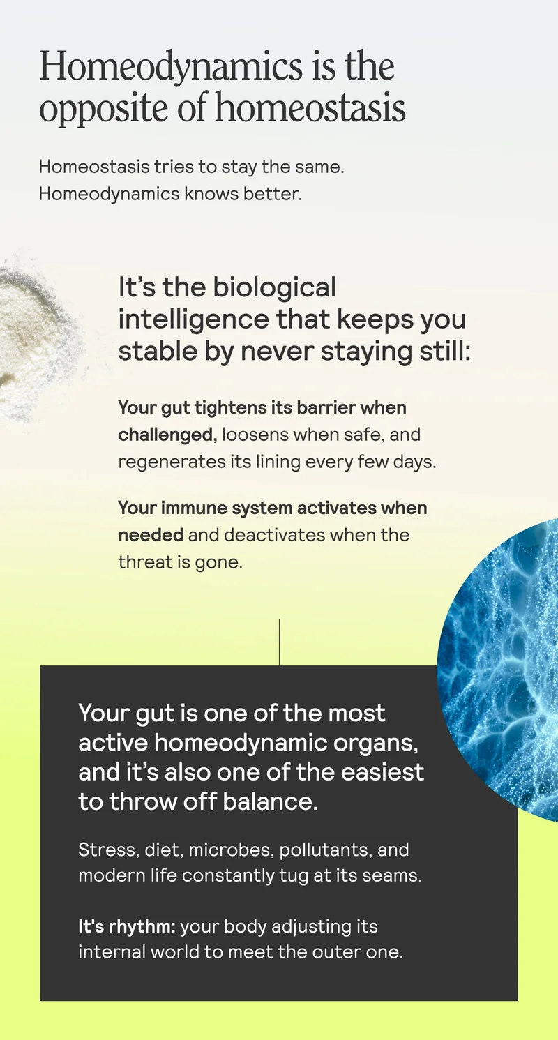 Educational graphic explaining homeodynamics as the body’s ability to stay stable through constant change, highlighting gut barrier adaptation and immune system activation and relaxation.