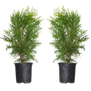 15% Off Select Outdoor Plants