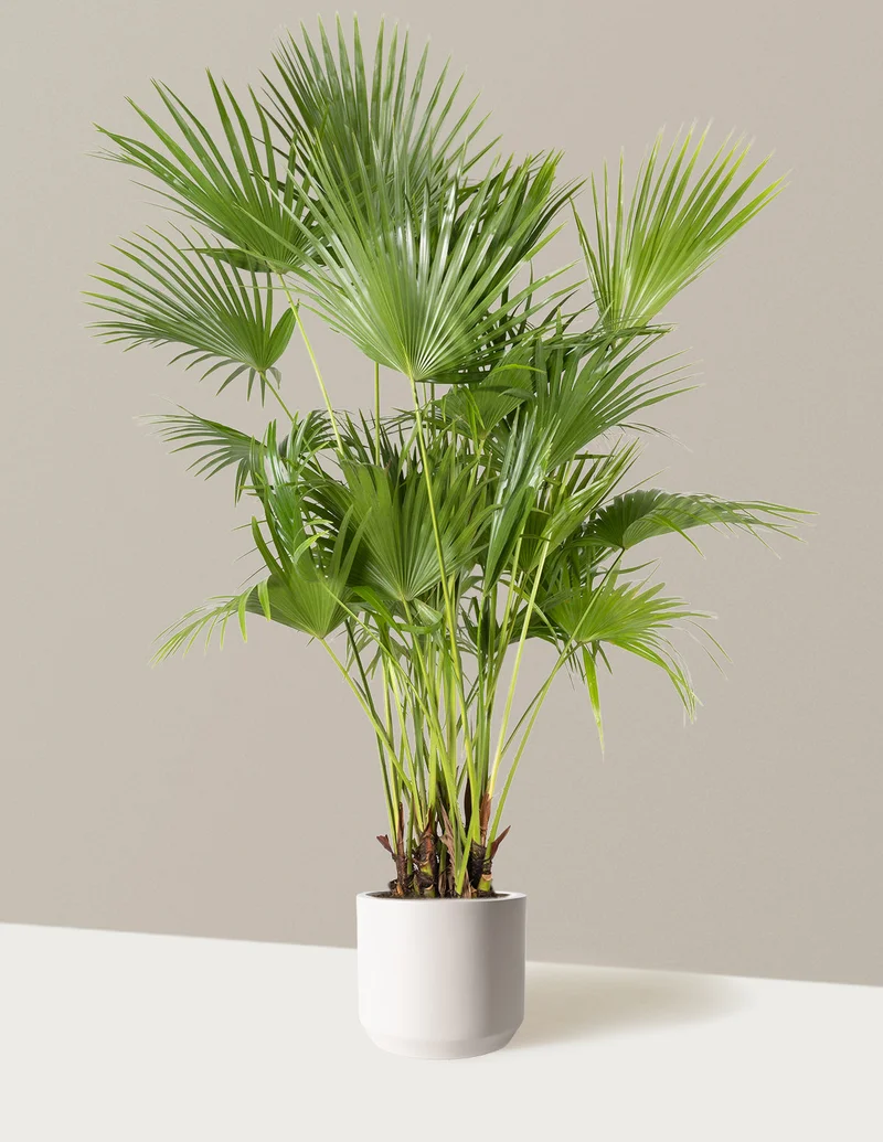 Image of Fan Palm