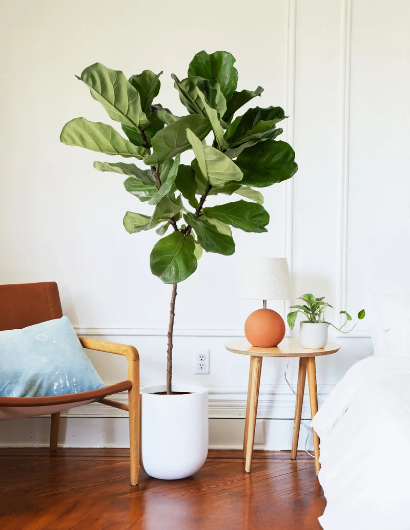 Image of Fiddle Leaf Fig Tree