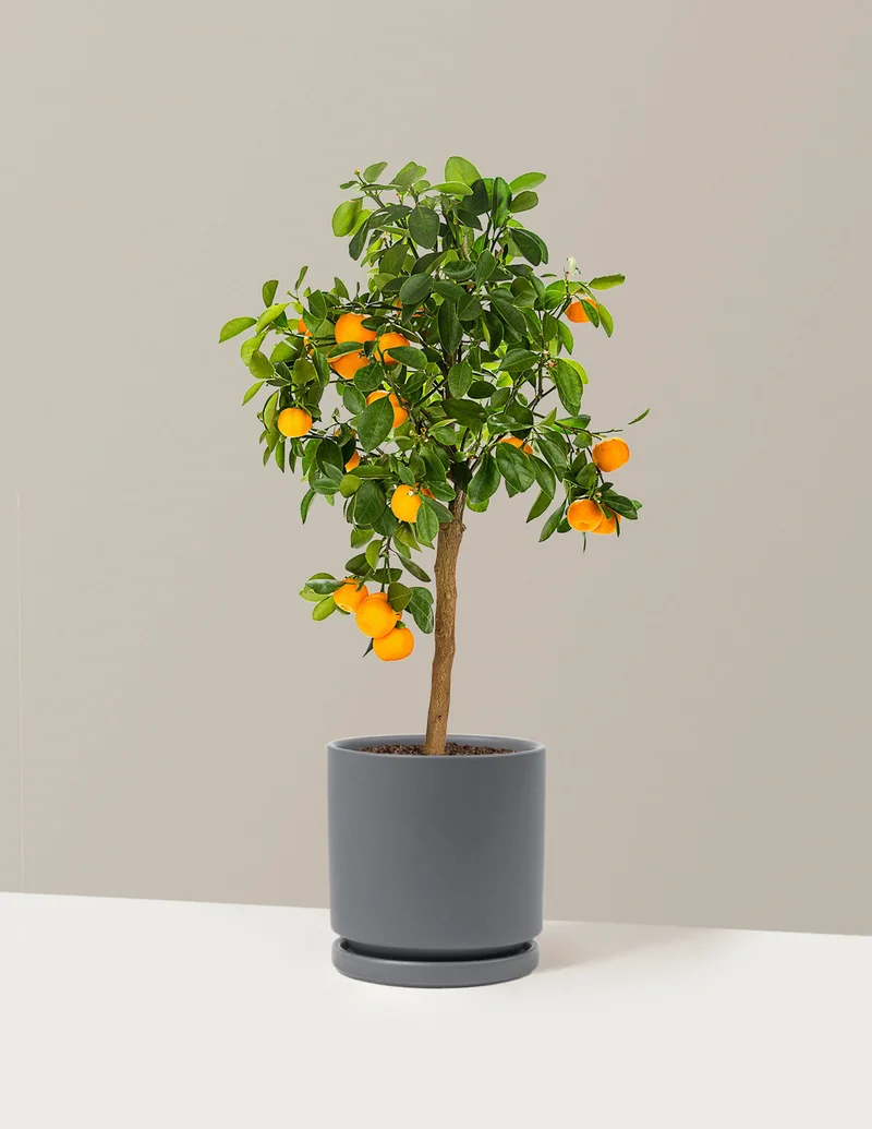 Image of Calamondin Orange Bush