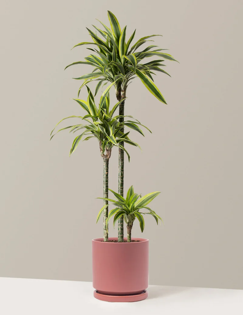 Image of Dracaena Lemon Lime