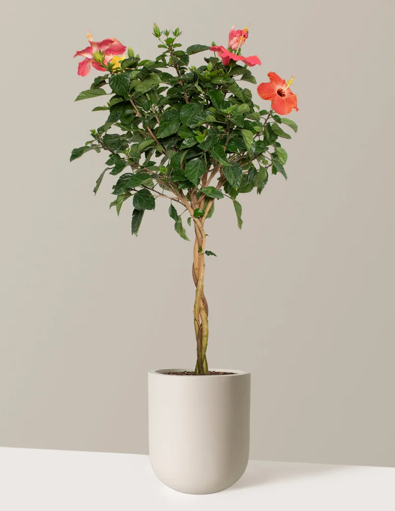 Image of Braided Hibiscus Tree