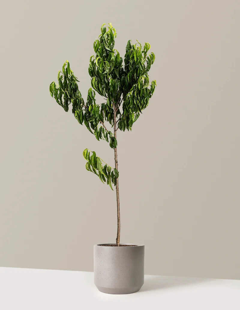 Image of Elberta Peach Tree