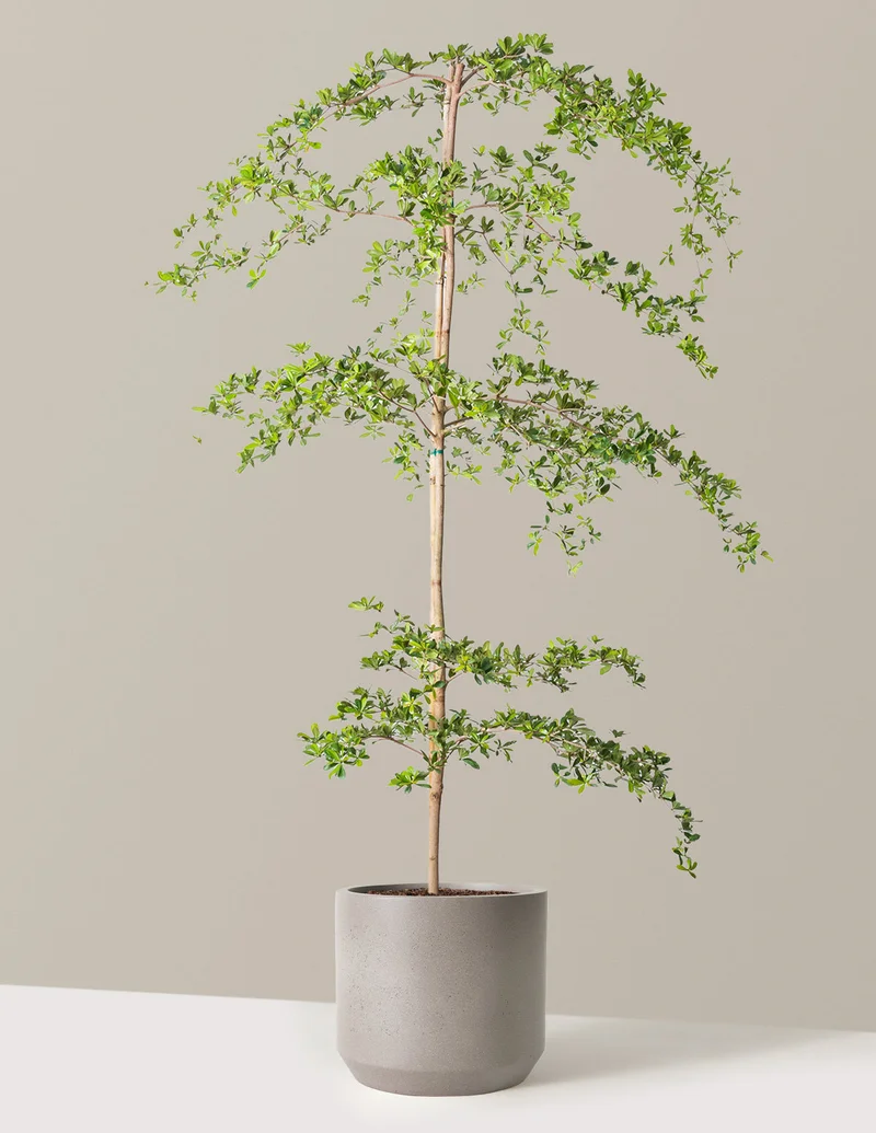 Image of Black Olive Tree