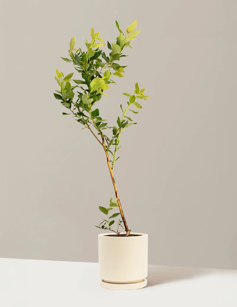 Image of Duke Blueberry Bush