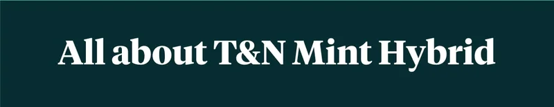 All about T&N Mint Hybrid