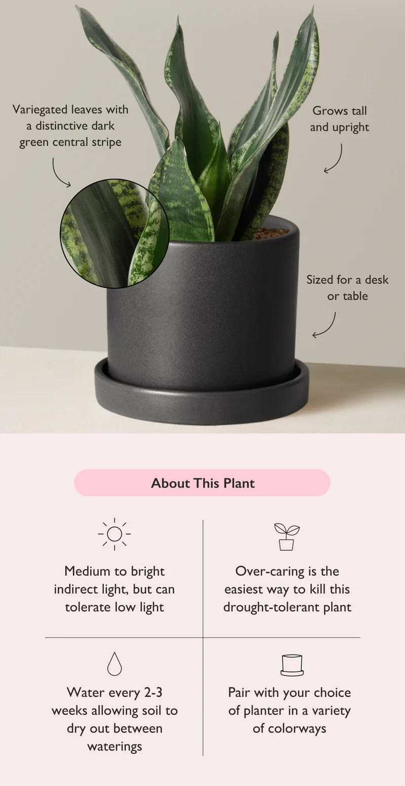 The Snake Plant Silver Flame tolerates a wide range of light conditions. The easiest way to kill this plant is to over-care for it.