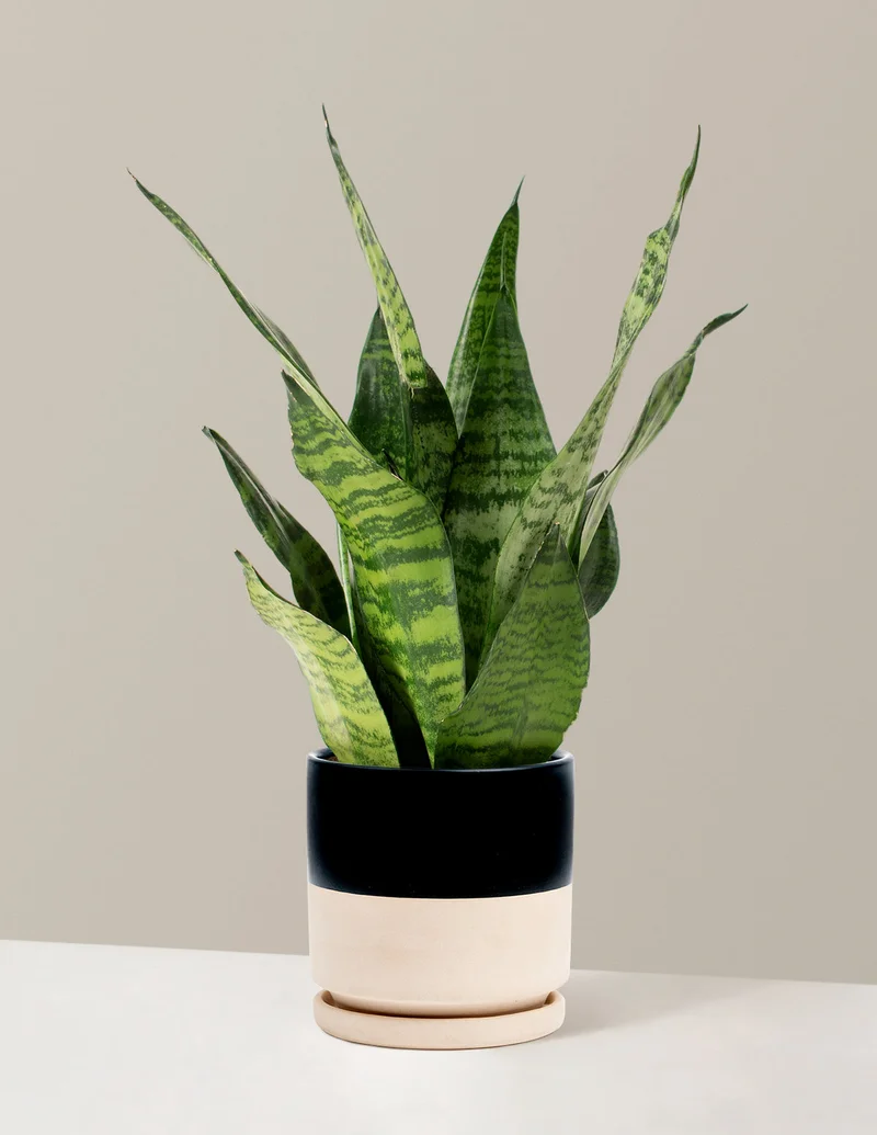 Image of Snake Plant Zeylanica