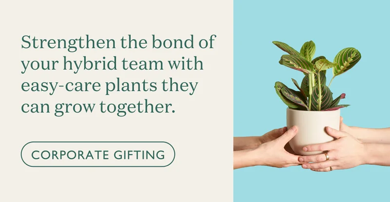 Strengthen the bond of your hybrid team with easy-care plants they can grow together.