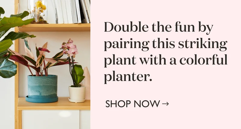 Double the fun by pairing this striking plant with a colorful planter.