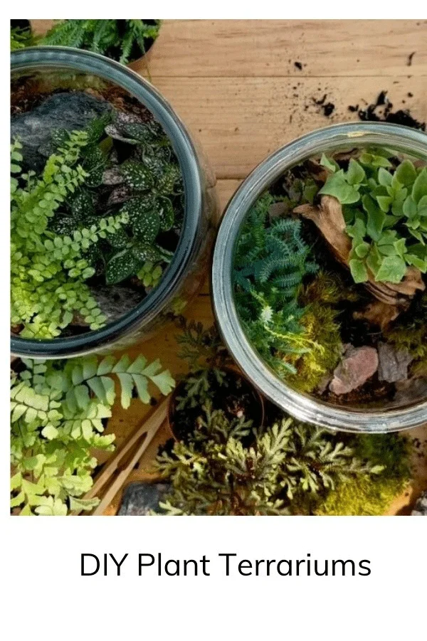 Wildcraft Plant Terrariums