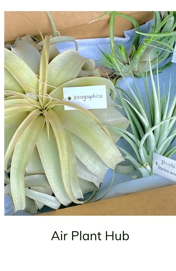 Air Plants Monthly Air Plant Hub