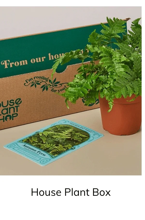 Indoor House Plant Box