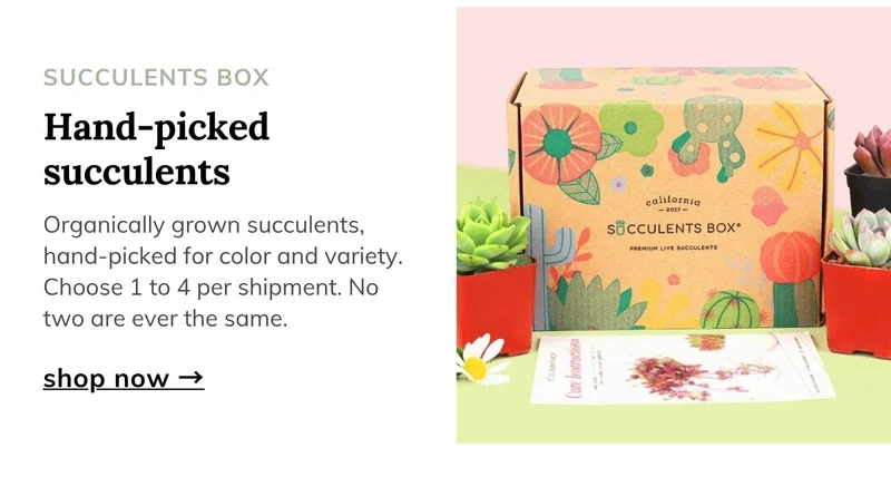 Organically Grown Succulents Box