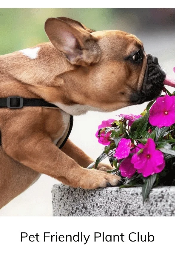 Pet Friendly Plant Club