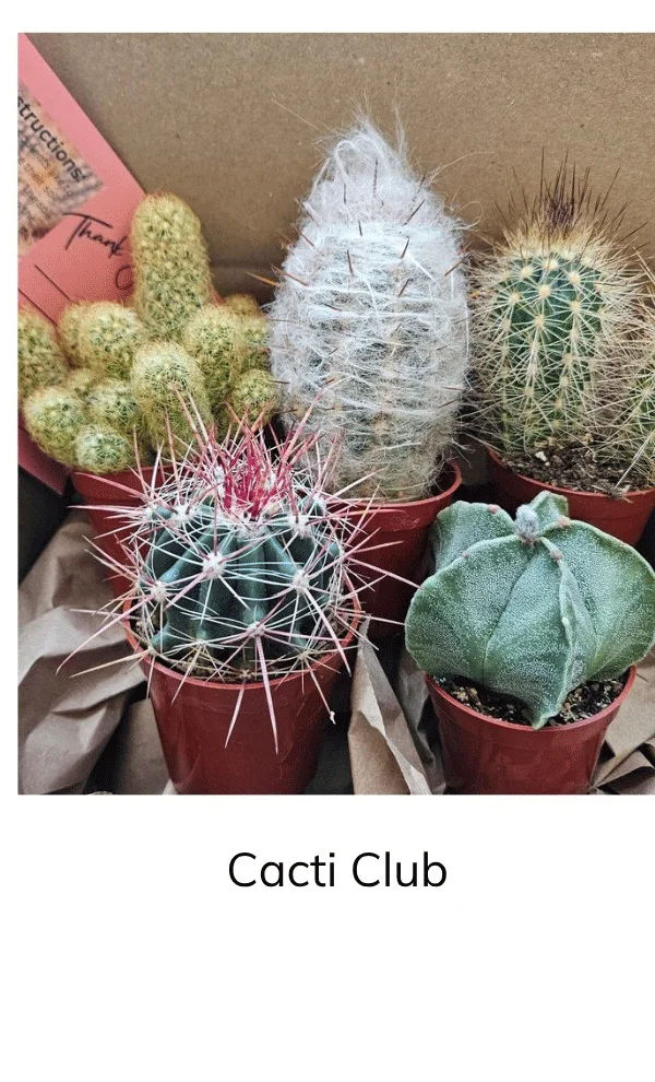 Monthly Cacti Box - Quarter Moon Farms