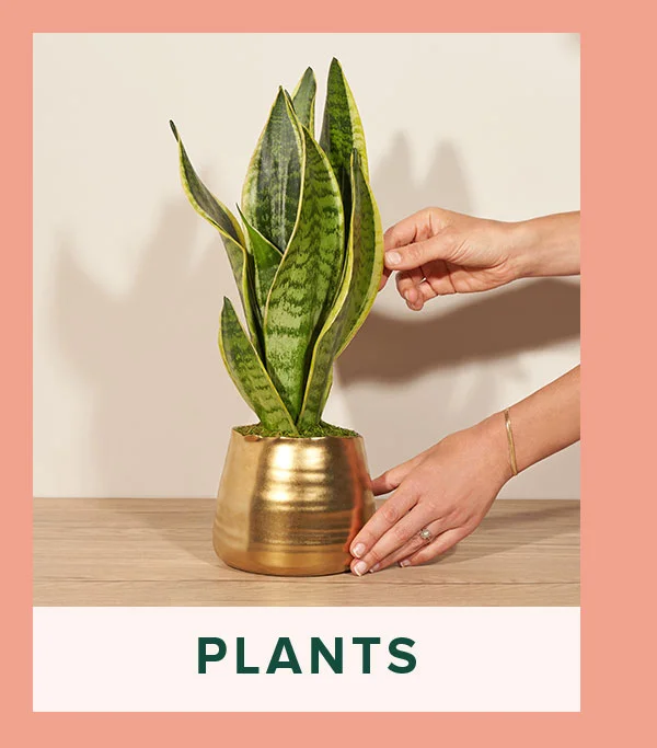 Plants