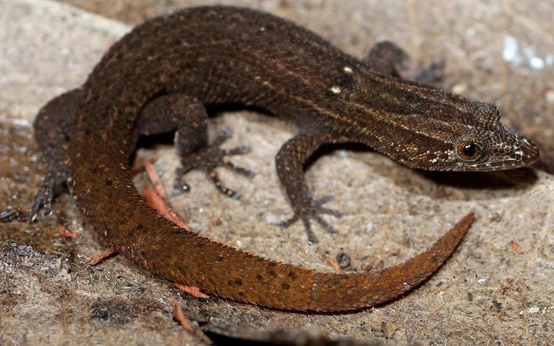 The Florida reef gecko