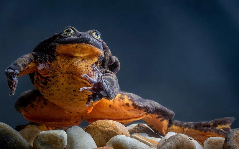 The frog Romeo