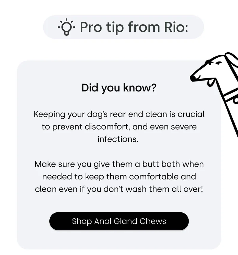 Keeping your dog’s rear end clean is crucial to prevent discomfort, and even severe infections. Make sure you give them a butt bath when needed to keep them comfortable and clean even if you don’t wash them all over!