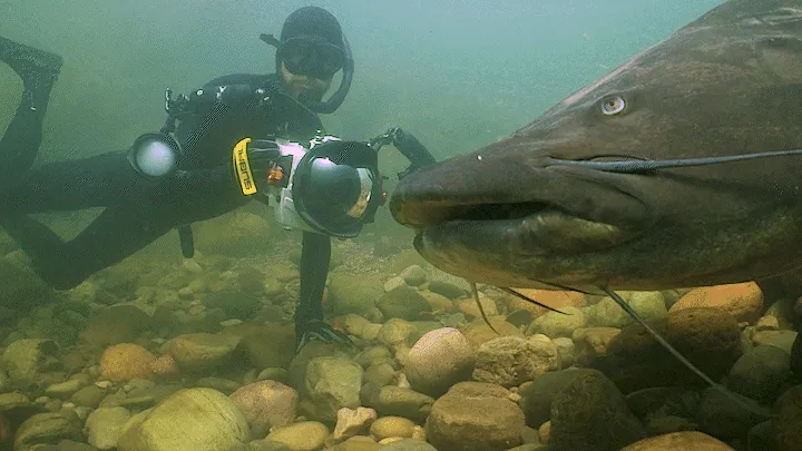 In an unexplored part of the Amazon basin, a giant catfish swims by