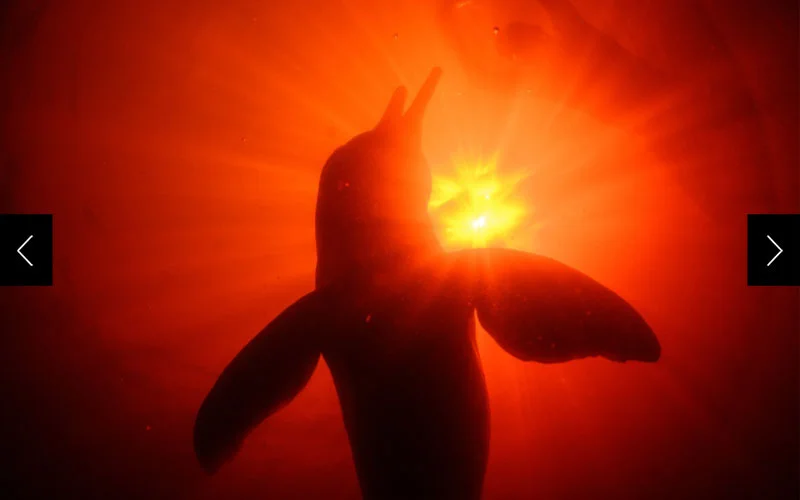 A pink dolphin or boto (Inia geoffrensis) perches upright in the water, waiting to receive a fish handout from a local dolphin tourism operator. The feedings are controversial—they provide better views for tourists but increase the reliance of the wild dolphins on humans.