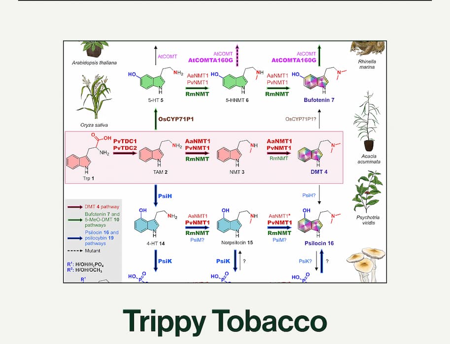 Trippy Tobacco