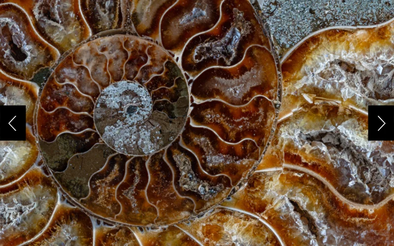 A 400-million-year-old ammonite cross-section reveals an interior world of remarkable complexity.