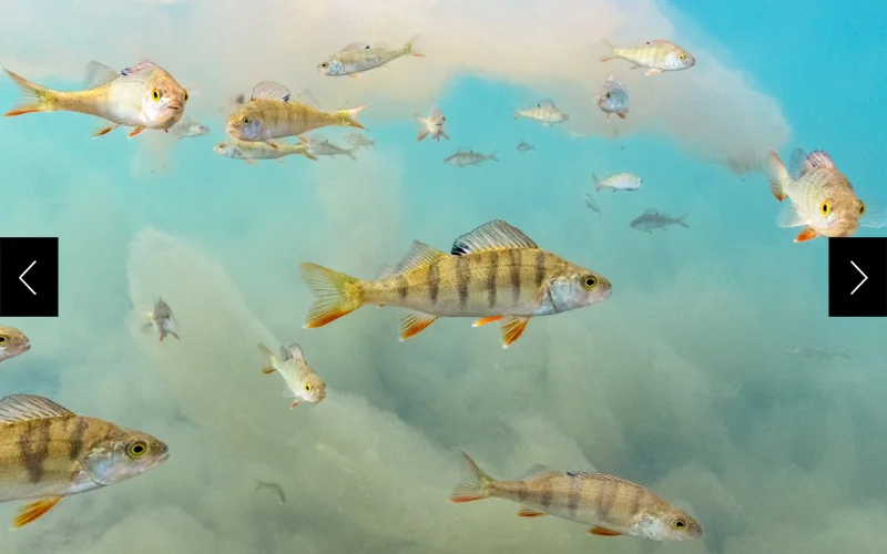 Tiina Toฬrmaฬnen, who has spent years exploring and documenting lakes in remote northern Finland, captured European perch swimming through an algal bloom in Lapland. The bloom, likely caused by unusually warm summer waters linked to climate change, highlights small-scale shifts in the Arctic ecosystem.