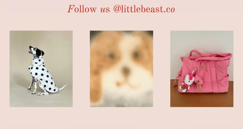 Follow us on Instagram