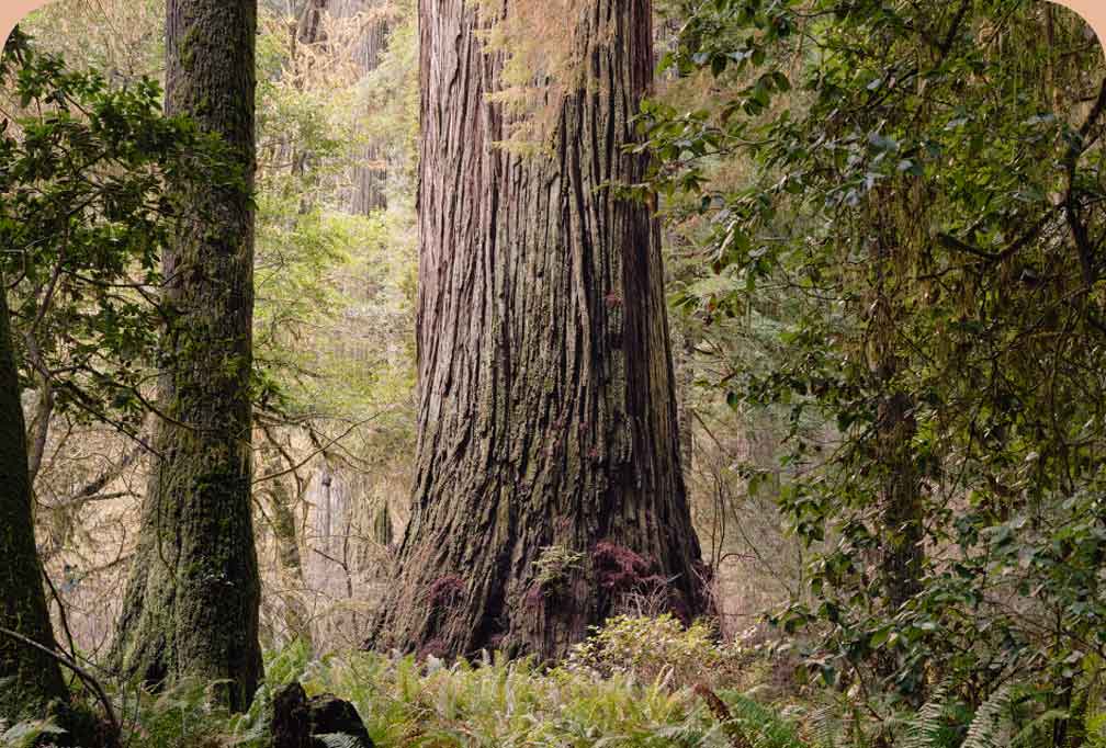 A large tree in the forest.