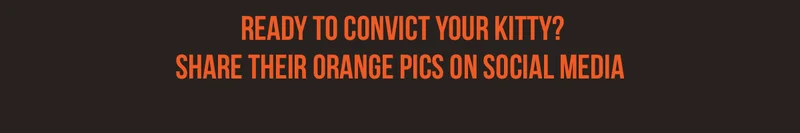 READT TO CONVICT YOUR KITTY? SHARE THEIR ORANGE PICS ON SOCIAL MEDIA
