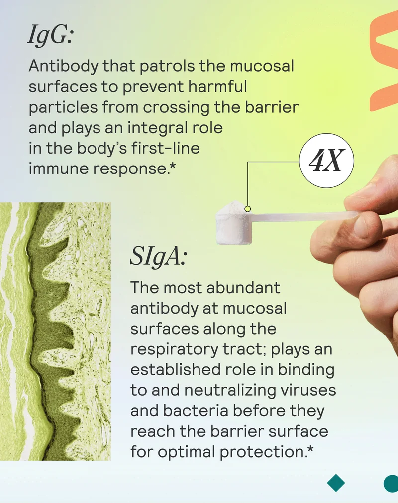IgG: Antibody that patrols the mucosal surfaces to prevent harmful particles from crossing the barrier and plays an integral role in the body’s first-line immune response.   SIgA: The most abundant antibody at mucosal surfaces along the respiratory tract; plays an established role in binding to and neutralizing viruses and bacteria before they reach the barrier surface for optimal protection.