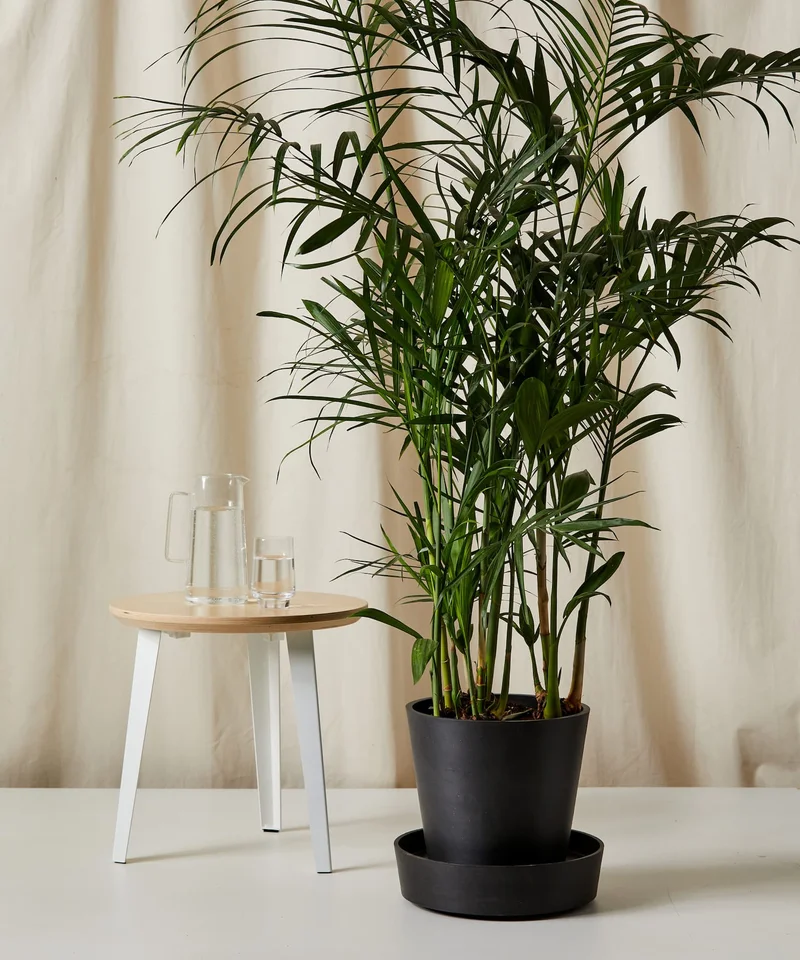 save 20% on the bamboo palm