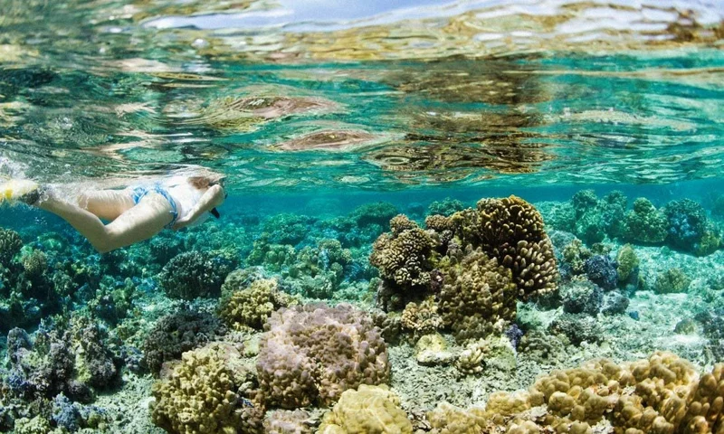 Image Description: A traveler snorkeling above a coral reef in a crystal-clear Bora Bora Lagoon