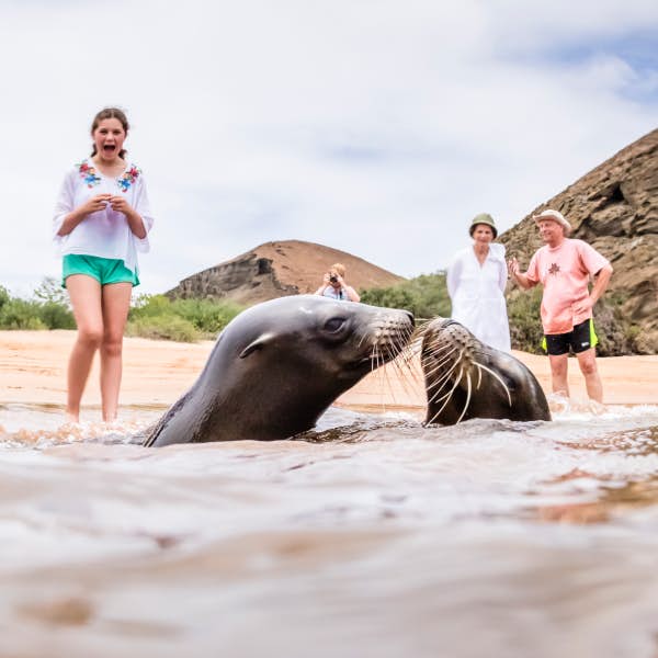 seals in galapagos