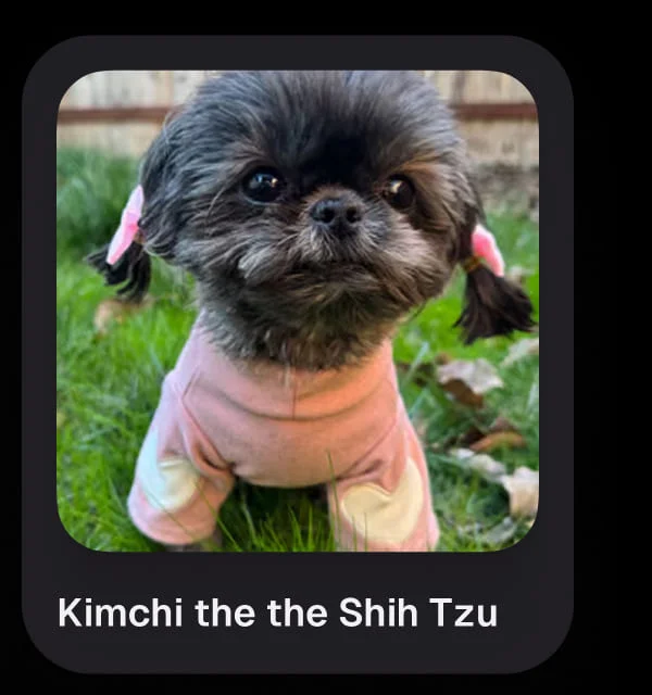 Kimchi the the Shih Tzu