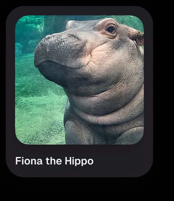 Fiona the Hippo
