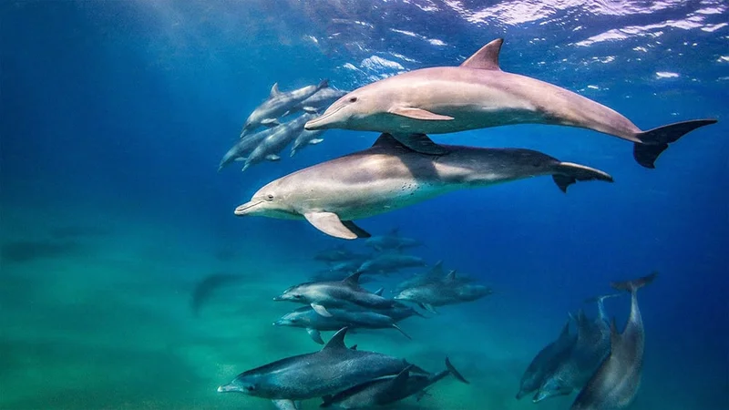 Image description: School of Bottlenose Dolphins at Bazaruto Archipelago, Mozambique.