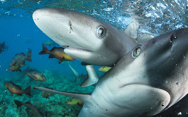 Two Galápagos sharks poke their noses into the camera.