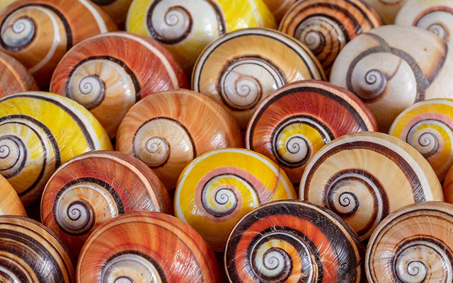 A collection of several snail shells colored in a mix of yellow, orange, brown, pink, and white swirls.