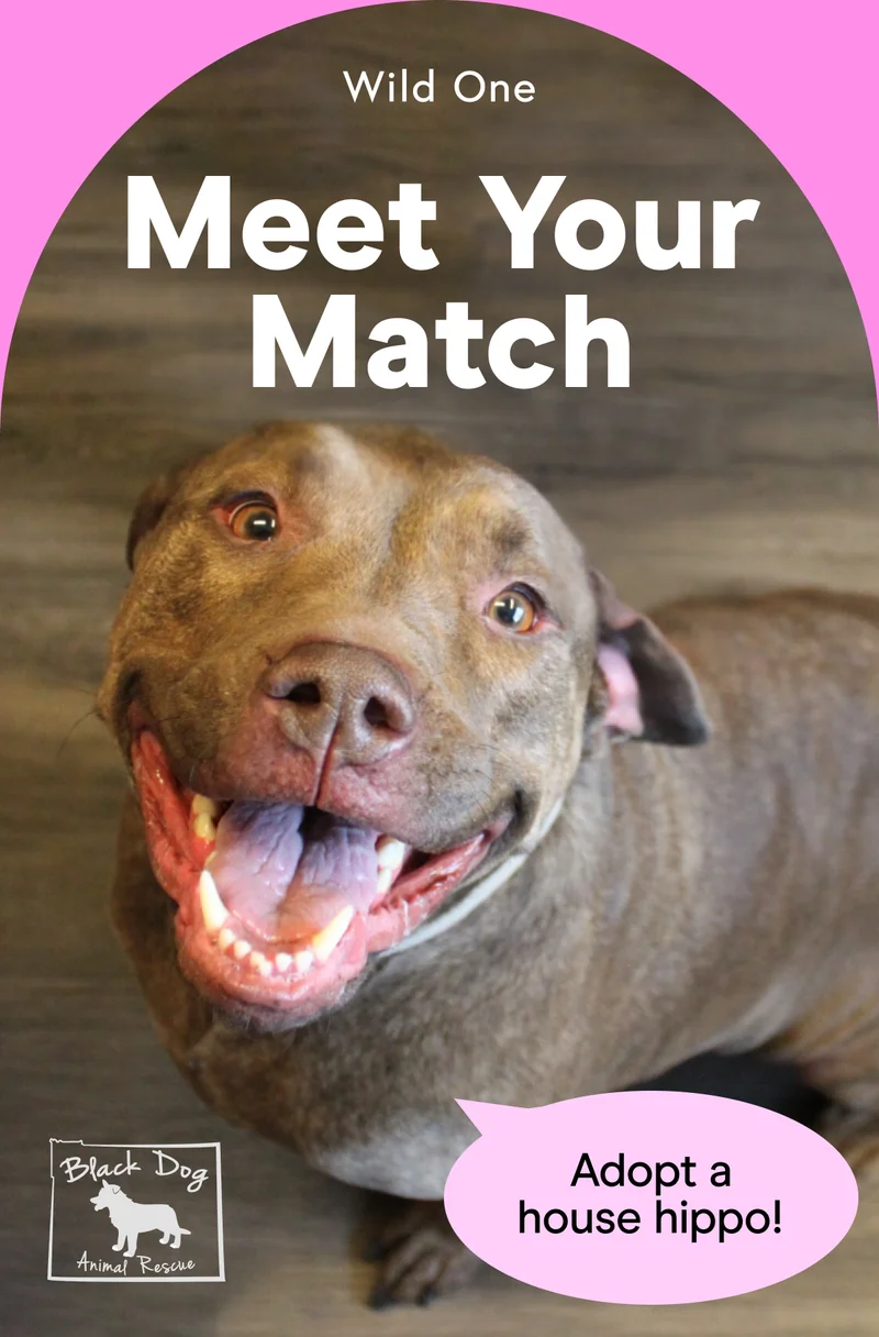 Meet Your Match