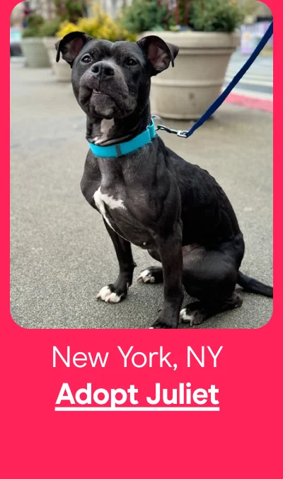 Adopt Juliet