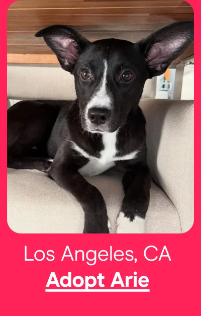 Adopt Arie