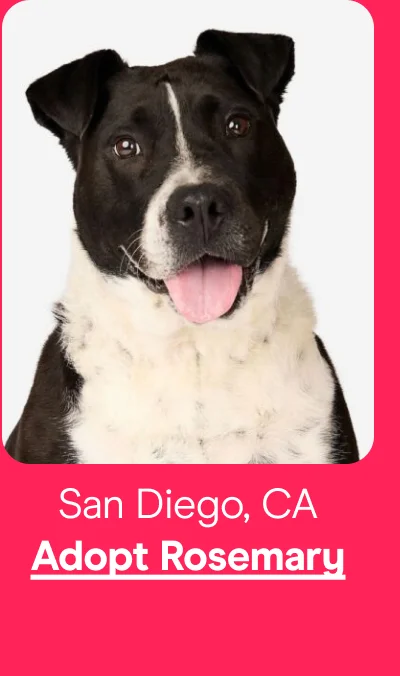 Adopt Rosemary