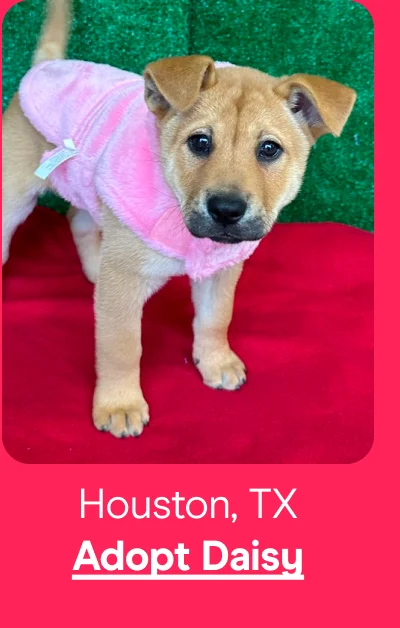 Adopt Daisy